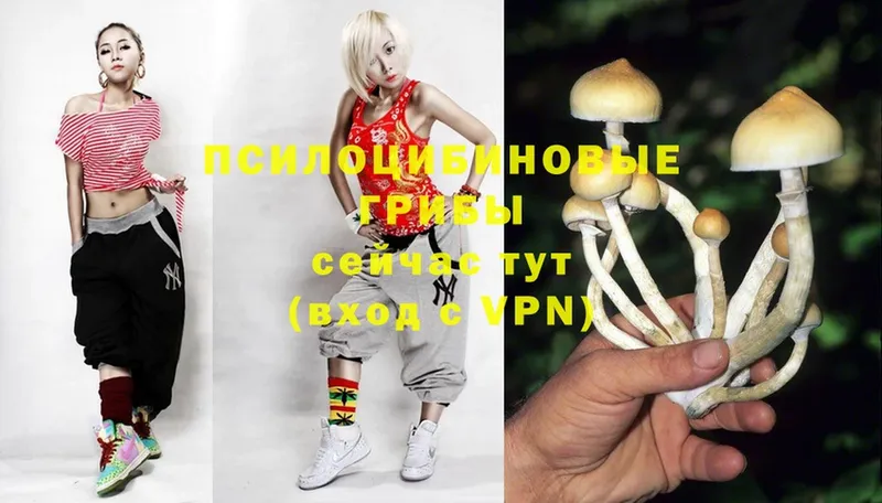 darknet состав  Бузулук  Галлюциногенные грибы Psilocybe 